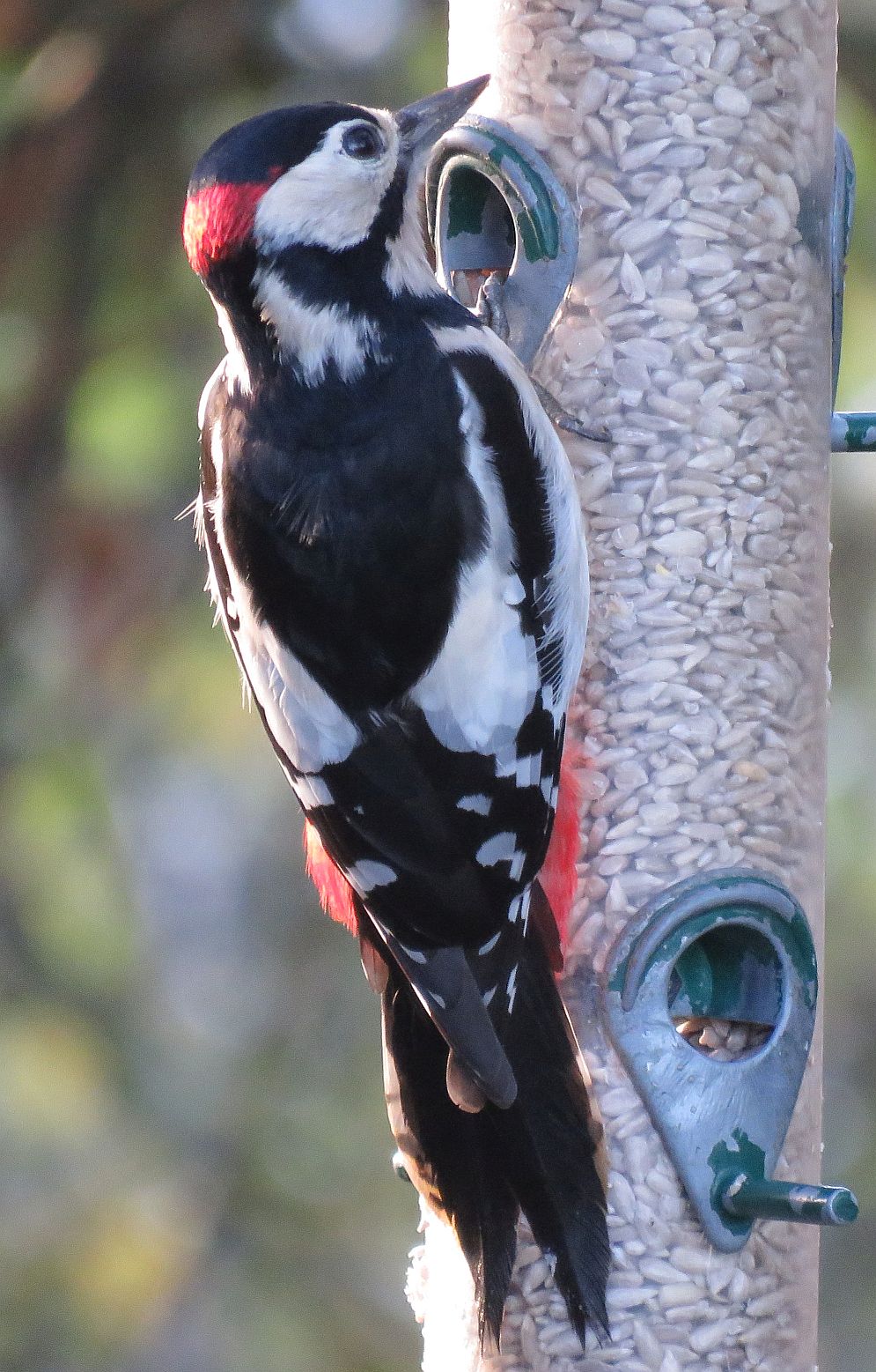  Great spotted Woodpecker   